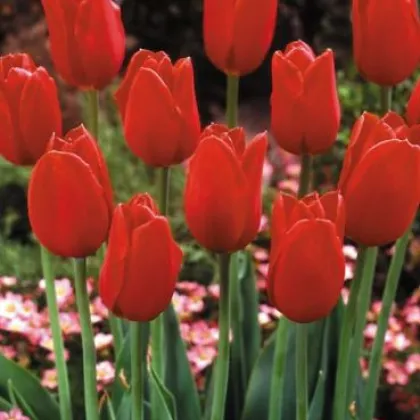 Tulipán Blood red - Tulipa - cibuloviny - 3 ks