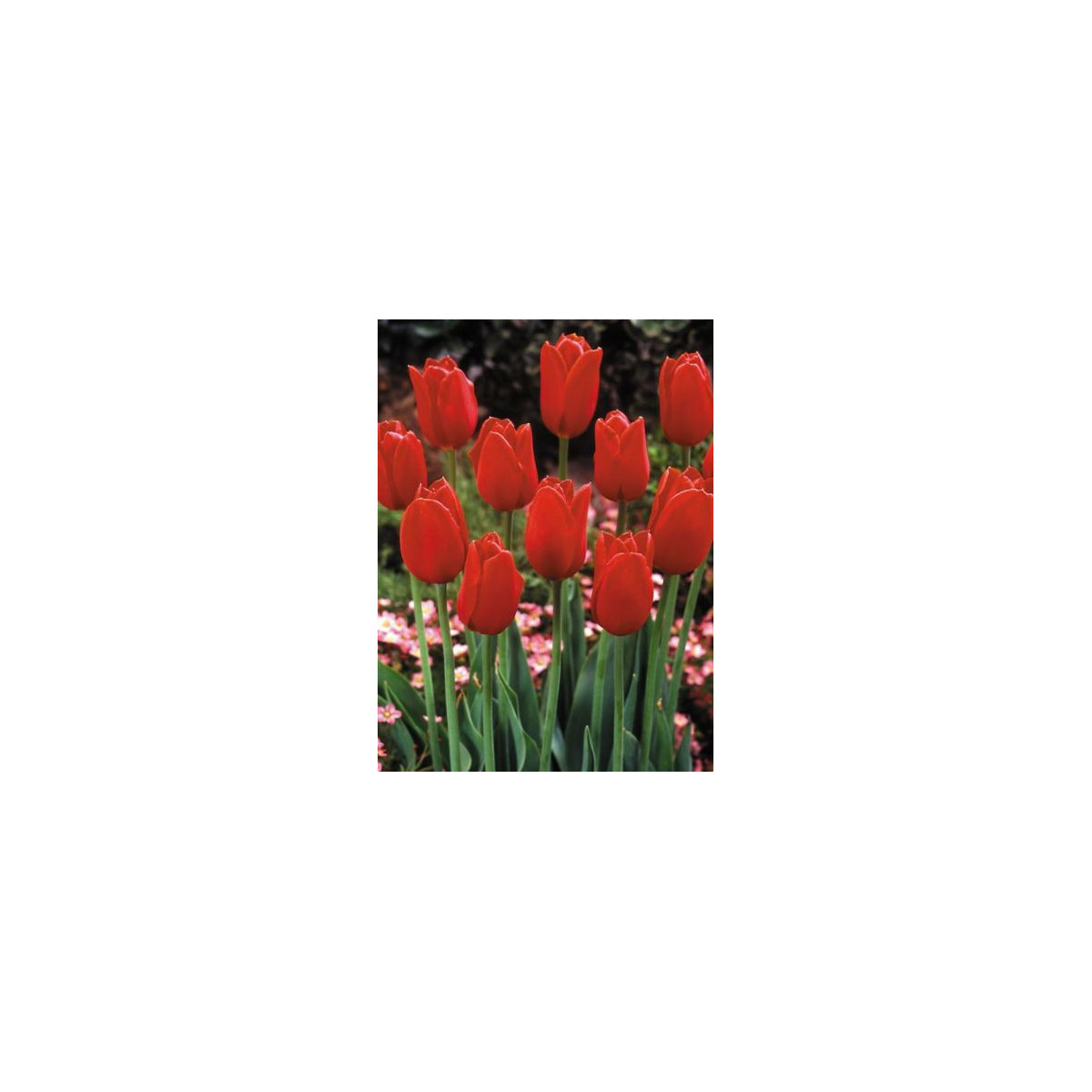 Tulipán Blood red - Tulipa - cibuloviny - 3 ks