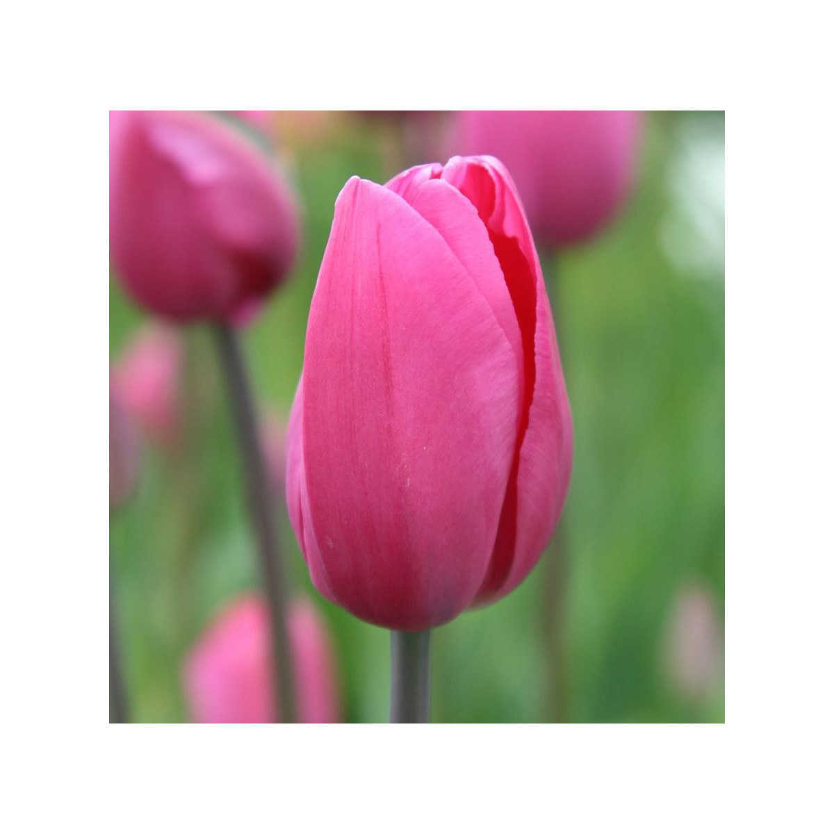 Tulipán Don Quichotte - Tulipa - prodej cibulovin - 3 ks