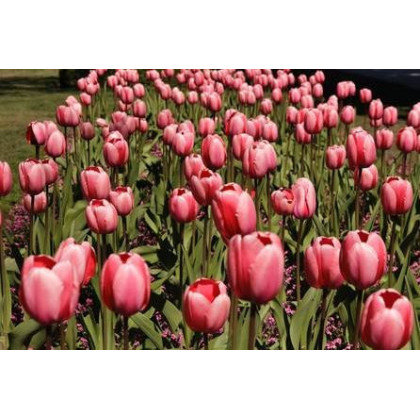 Tulipán Queenstown - Tulip queenstown - cibuloviny - 3 ks