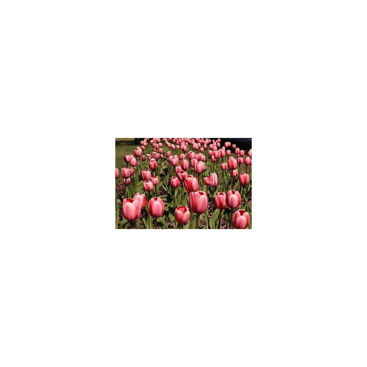 Tulipán Queenstown - Tulip queenstown - cibuloviny - 3 ks