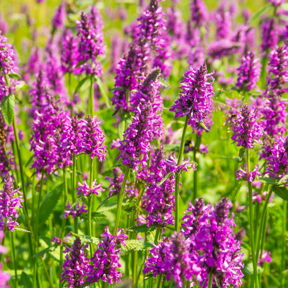 Bukvice lékařská - Betonica officinalis - prodej semen - 20 ks