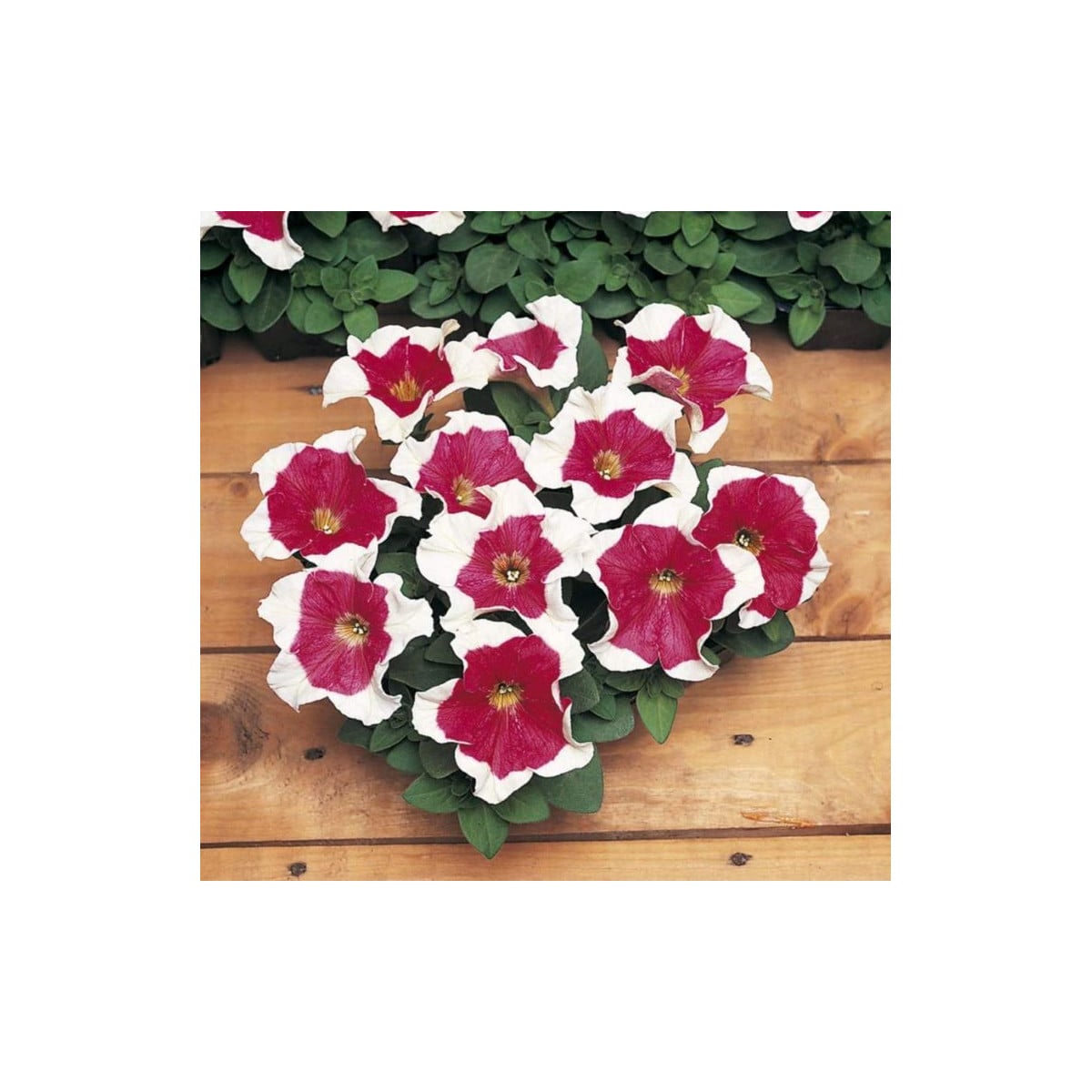 Petúnie mnohokvětá Red Frost F1 - Petunia multiflora - prodej semen - 20 ks