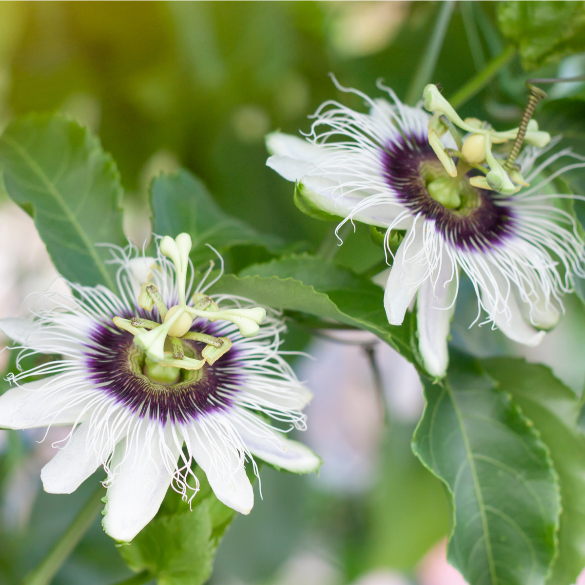 Mučenka morušolistá - Passiflora morifolia - semena - 4 ks