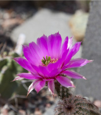 Kaktus - Echinocereus reichenbachii - prodej semen - 8 ks