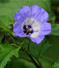 Lilík mochyňovitý - Nicandra physalodes - prodej semen - 30 ks