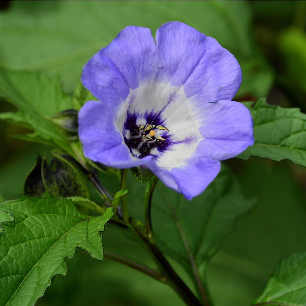 Lilík mochyňovitý - Nicandra physalodes - prodej semen - 30 ks