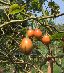 Rajčatový strom - Tamarillo - Cyphomandra betacea - prodej semen - 5 ks