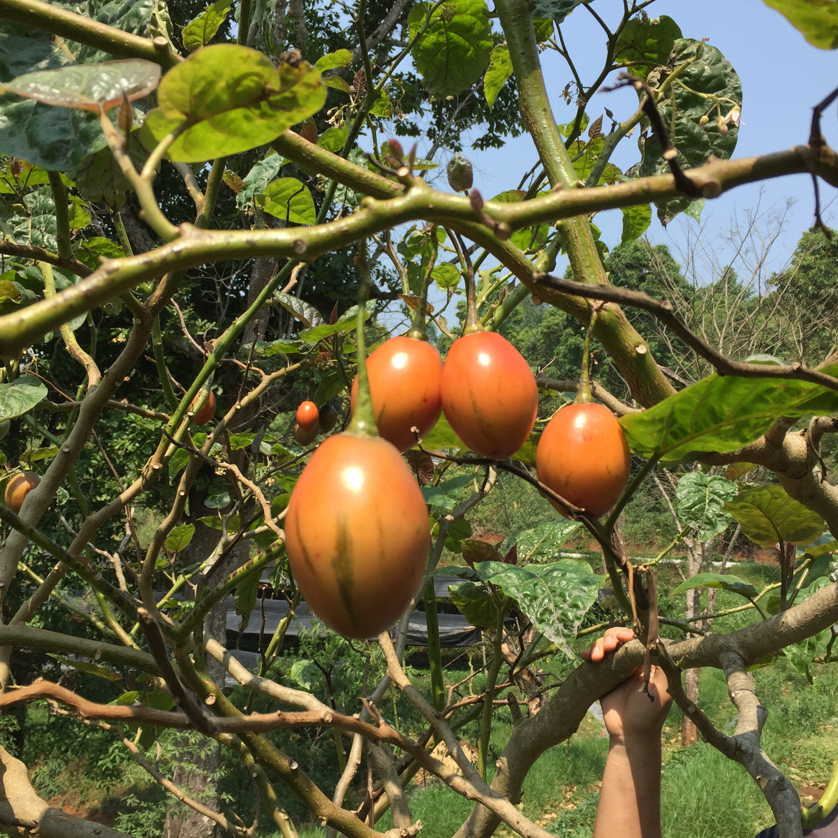 Rajčatový strom - Tamarillo - Cyphomandra betacea - prodej semen - 5 ks