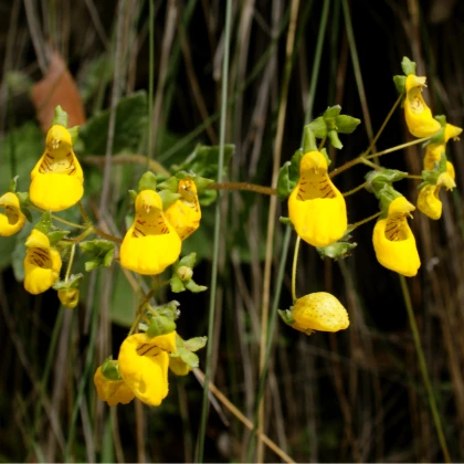 Pantoflíček celolistý - Calceolaria Andina - prodej semen - 5 ks