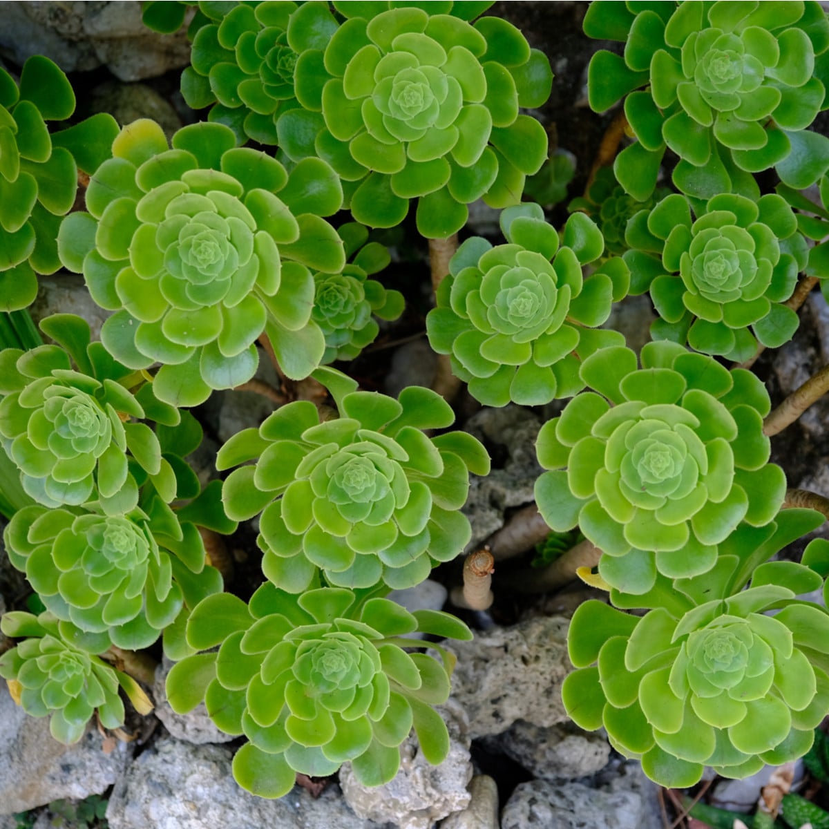 Aeonium- Růžicovka- semena- 5 ks