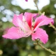 Orchidejový strom - Bauhinia purpurea - prodej semen - 4 ks