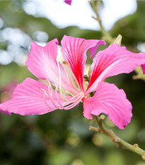 Orchidejový strom - Bauhinia purpurea - prodej semen - 4 ks