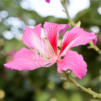 Orchidejový strom - Bauhinia purpurea - prodej semen - 4 ks