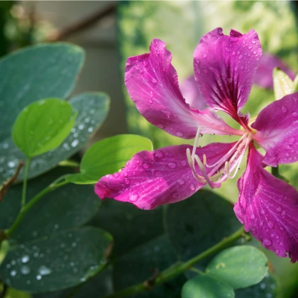 Orchidejový strom - Bauhinia purpurea - prodej semen - 4 ks