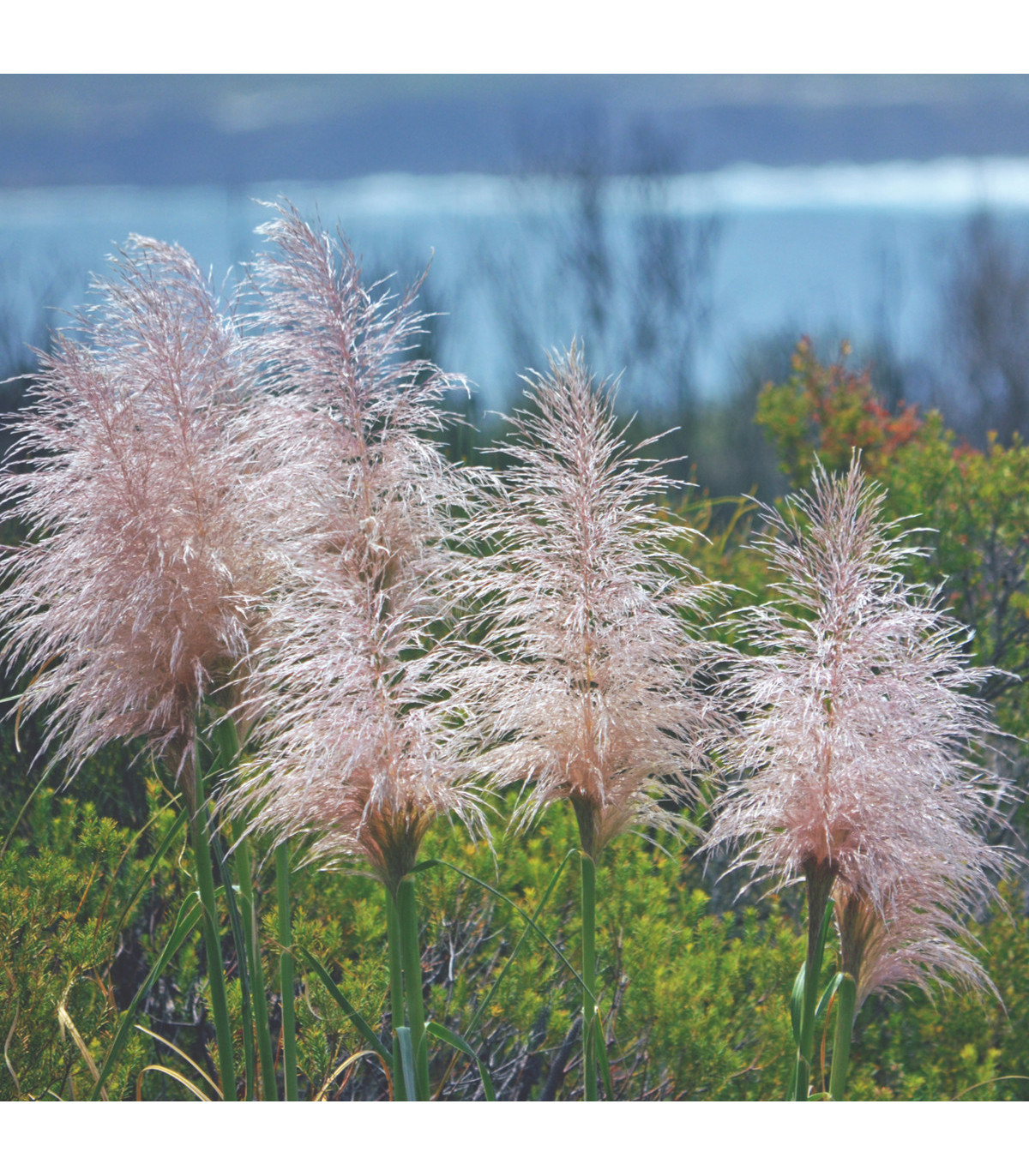 Semínka okrasné trávy - Pampas Cortaderia selleona - Pampová tráva růžová - prodej semen - 10 ks