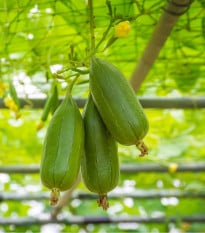 Lufa válcovitá - Luffa cylindrica - prodej semen - 8 ks
