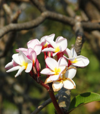 Plumérie Havajská květina - Plumeria - prodej semen - 3 ks
