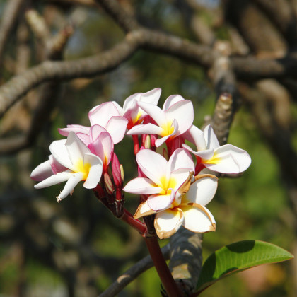 Plumérie Havajská květina - Plumeria - prodej semen - 3 ks