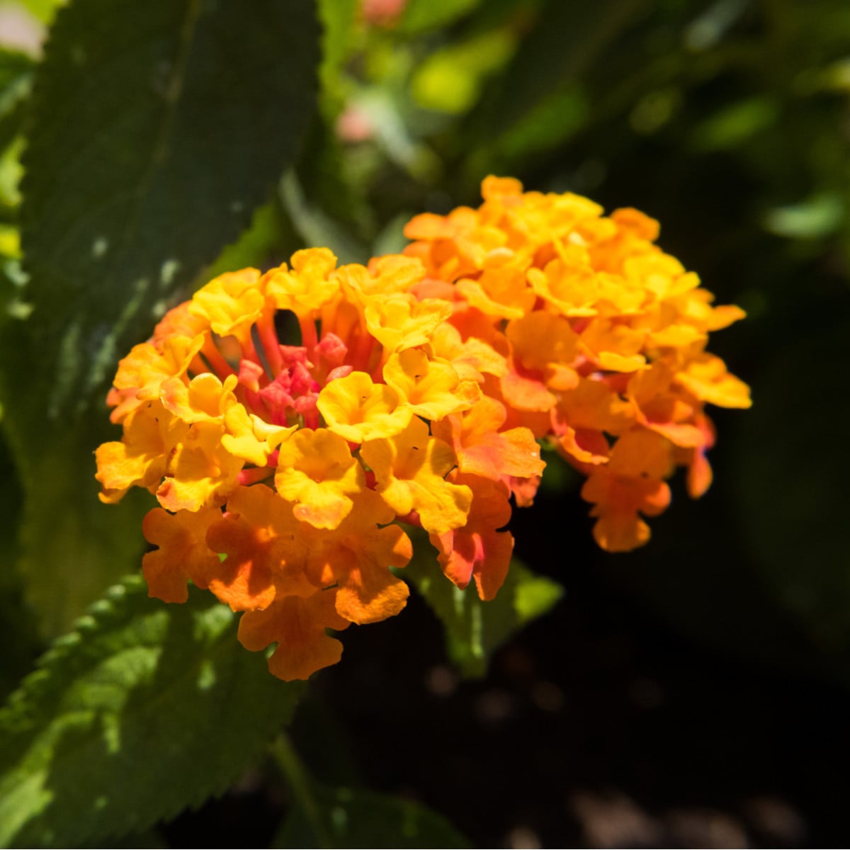 Lantana měňavá - Lantana camara - prodej semen - 10 ks