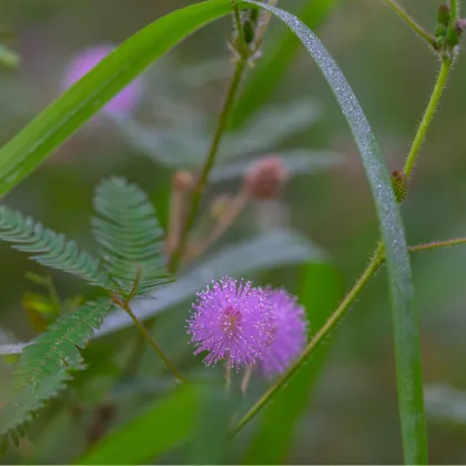 Citlivka stydlivá - Mimóza - Mimosa pudica - prodej semen - 10 ks