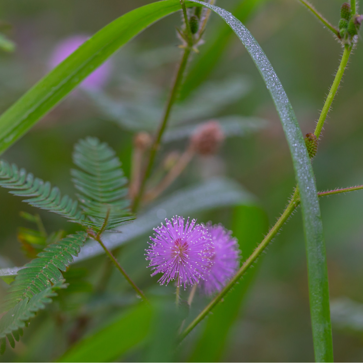 Citlivka stydlivá - Mimóza - Mimosa pudica - prodej semen - 10 ks