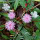 Citlivka stydlivá - Mimóza - Mimosa pudica - prodej semen - 10 ks