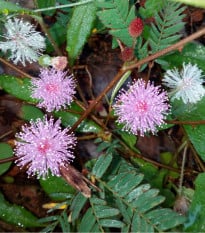 Citlivka stydlivá - Mimóza - Mimosa pudica - prodej semen - 10 ks