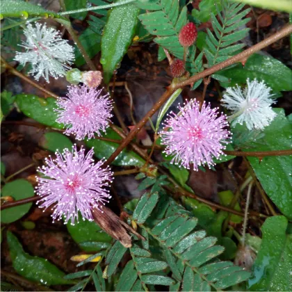 Citlivka stydlivá - Mimóza - Mimosa pudica - prodej semen - 10 ks