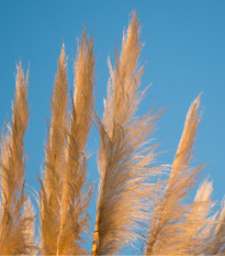 Palmová tráva - Setaria palmifolia - prodej semen - 10 ks