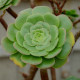Aeonium ciliatum - Růžicovka - prodej semínek - 10 ks