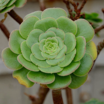 Aeonium ciliatum - Růžicovka - prodej semínek - 10 ks