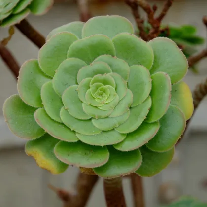 Aeonium ciliatum - Růžicovka - prodej semínek - 10 ks