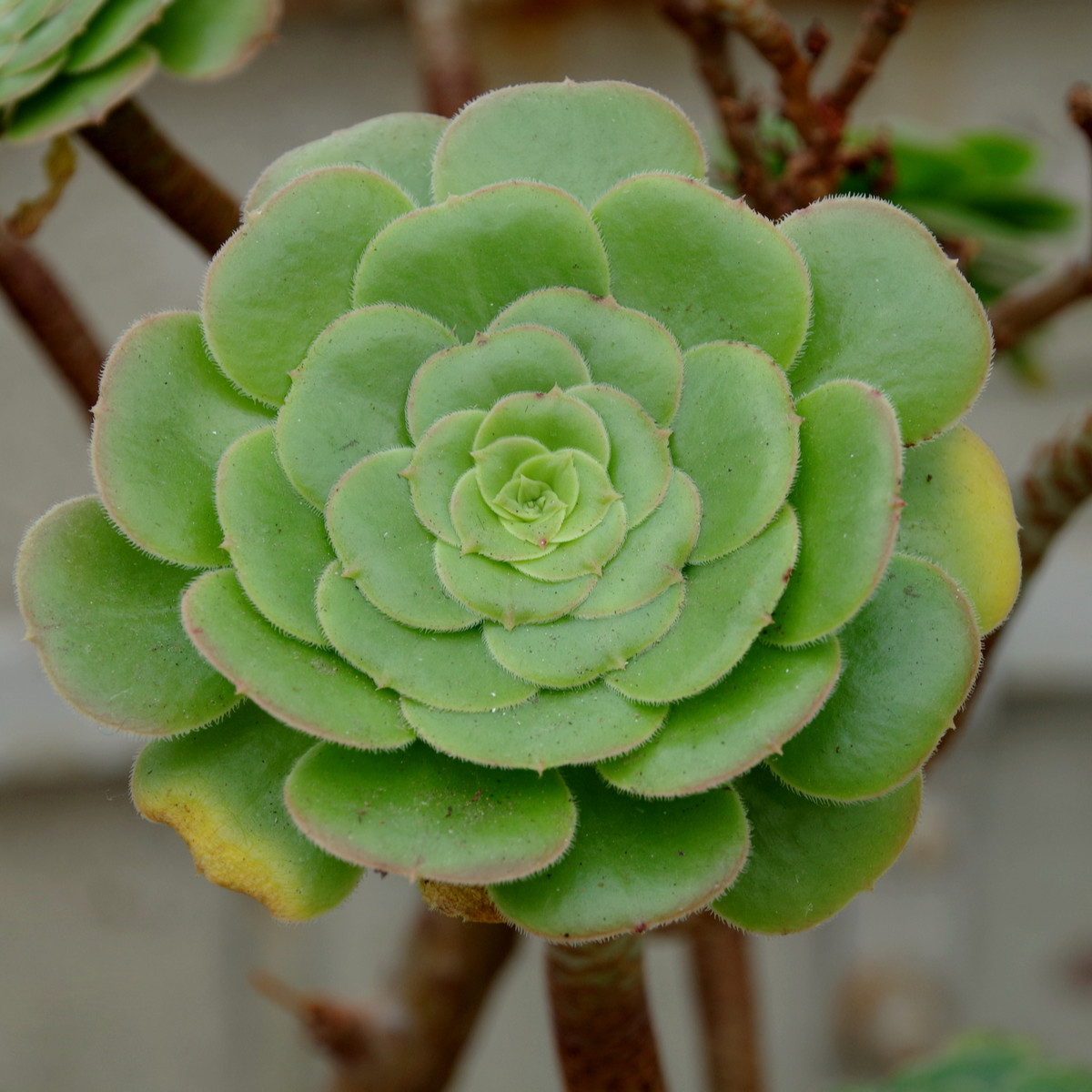 Aeonium ciliatum - Růžicovka - prodej semínek - 10 ks