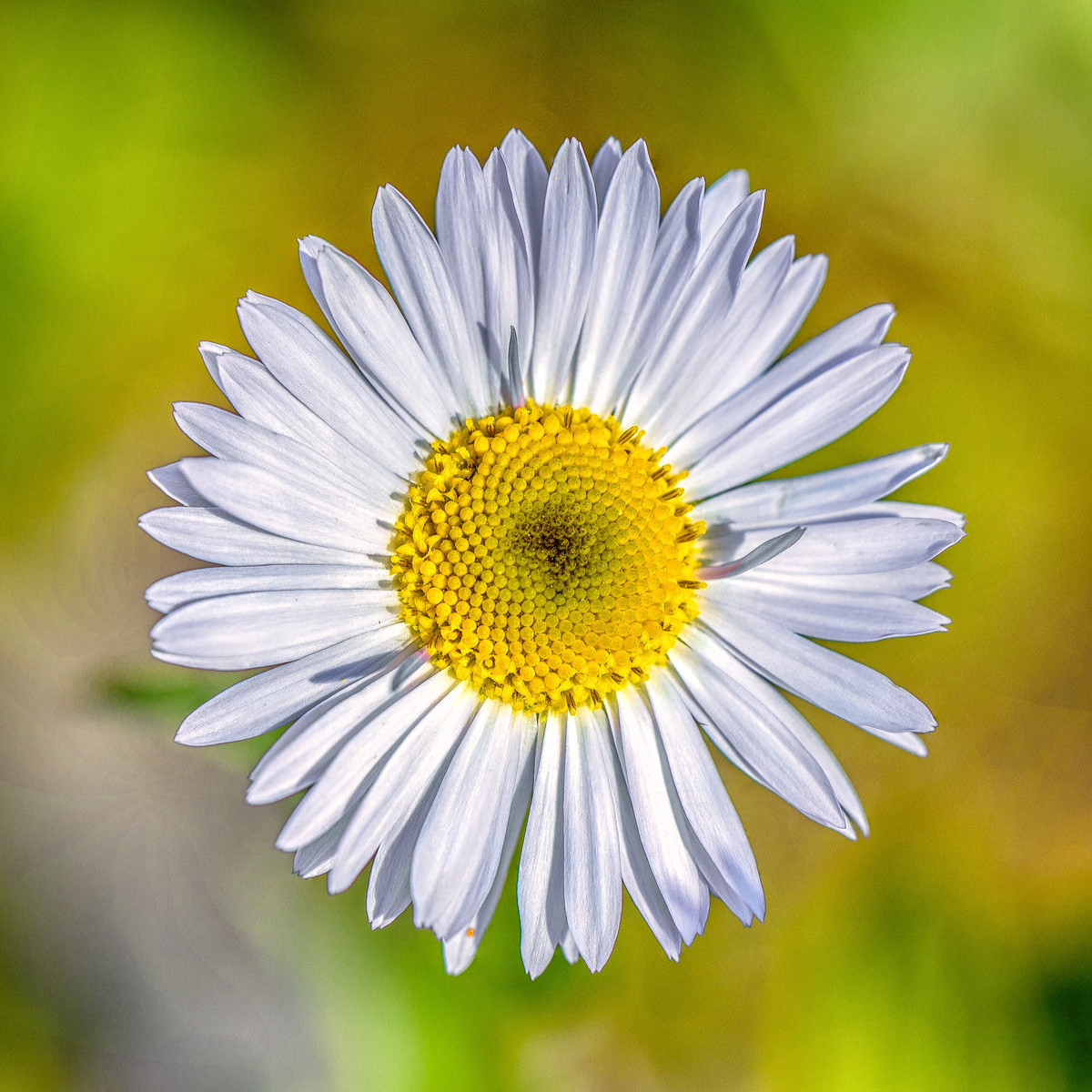 Celmisie - Celmisia semicordata - prodej semen - 6 ks