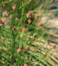 Ozdobná tráva - Ficinia nodosa - prodej semen - 10 ks