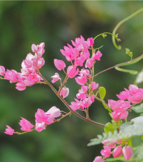 Antigonon mexický - Antigonon Leptopus - prodej semen - 15 ks