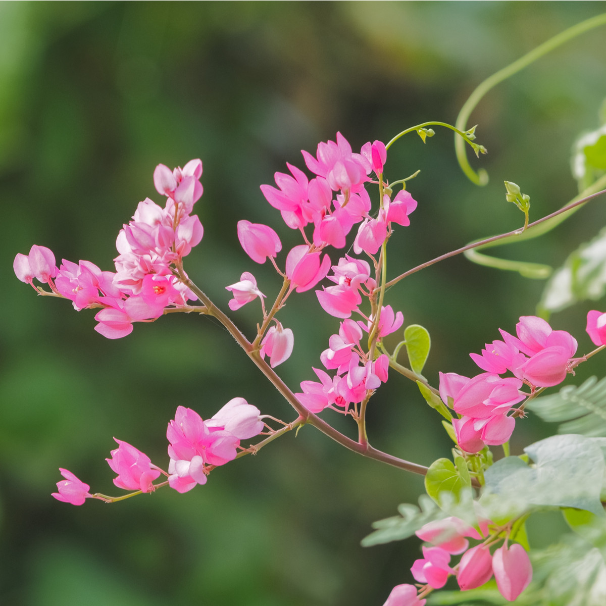 Antigonon mexický - Antigonon Leptopus - prodej semen - 4 ks