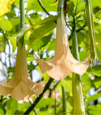 Brugmansie krémová - Brugmansia arborea - semena - 5 Ks