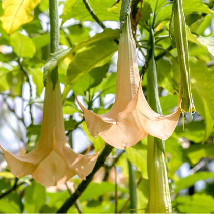 Brugmansie krémová - Brugmansia arborea - semena - 5 Ks