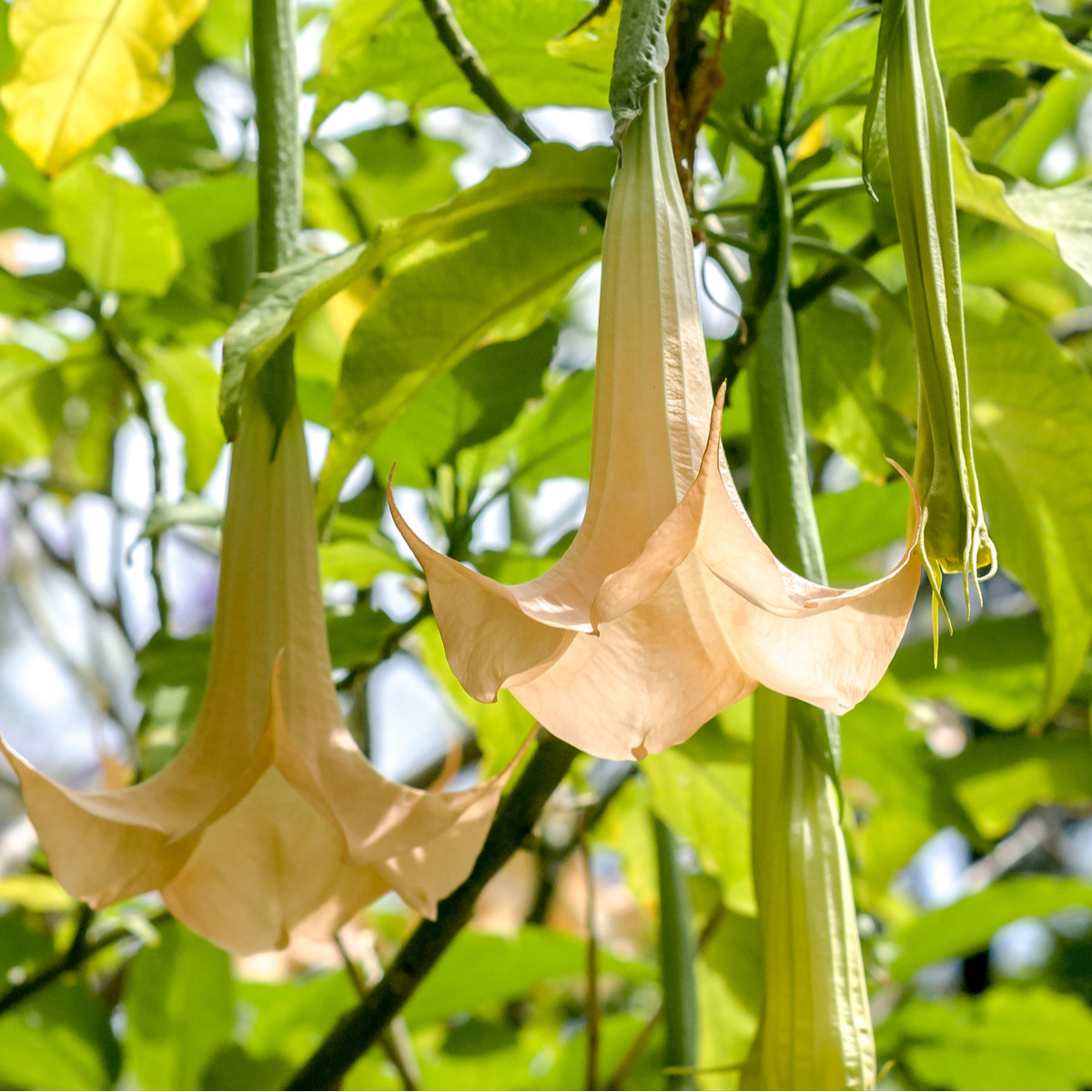 Brugmansie krémová - Brugmansia arborea - semena - 5 Ks