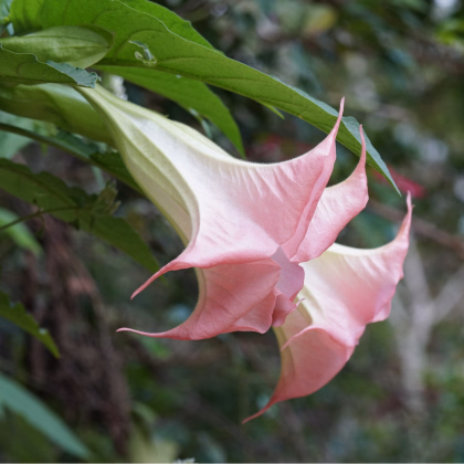 Brugmansie růžová - Brugmansia sp - prodej semen - 5 ks