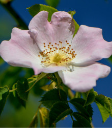 Semínka růží - Rosa canina - Růže šípková -  prodej semen - 5 ks