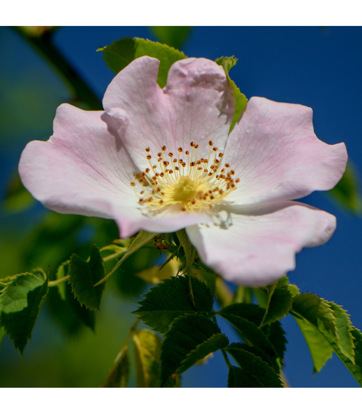 Semínka růží - Rosa canina - Růže šípková -  prodej semen - 5 ks