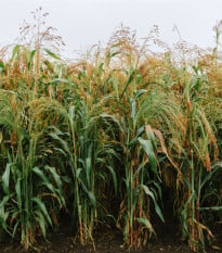 Čirok obecný - Sorghum bicolor - prodej semen - 100 ks