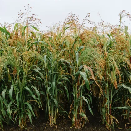 Čirok obecný - Sorghum bicolor - prodej semen - 100 ks