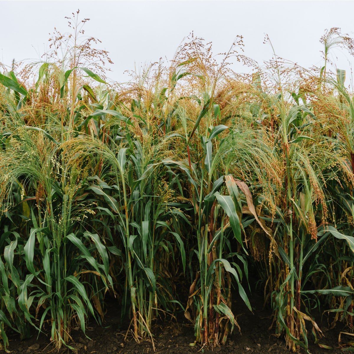 Čirok obecný - Sorghum bicolor - prodej semen - 100 ks