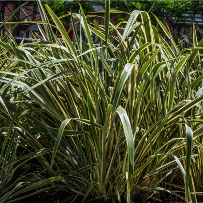 Lenovník obecný - Phormium tenax - prodej semen - 6 ks