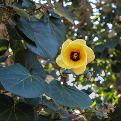 Ibišek lípovitý - Hibiscus tiliaceus - prodej semen - 10 ks