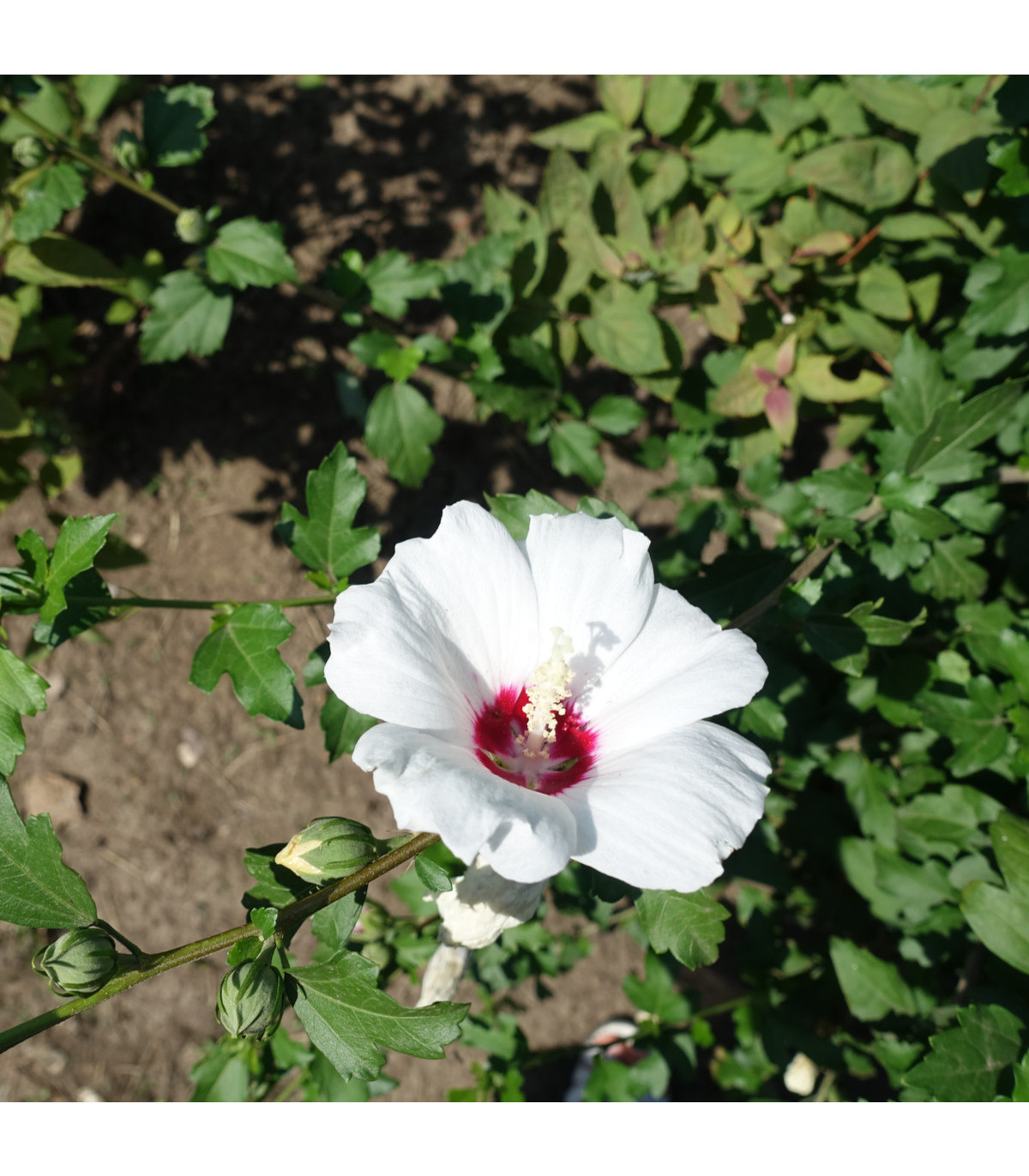 Ibišek syrský bílý - Hibiscus syriacus - prodej semen - 12 ks